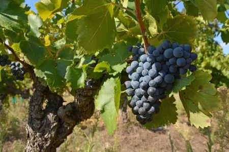 Villa de luxe en Provence avec jardin et terrasse couverte - Photo 27