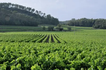 Chapelle de Lorgues, Maison de vacances de charme à Lorgues avec piscine - Photo 36