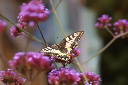 La Cipière - Le Rossignol, Gîte en Nouvelle- Aquitaine avec piscine privée - Photo 31