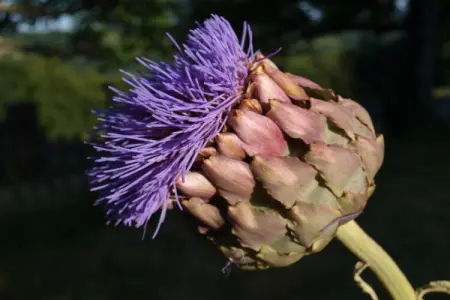 La Cipière - Le Rossignol, Gîte en Nouvelle- Aquitaine avec piscine privée - Photo 43
