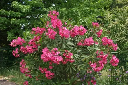 La Cipière - Le Rossignol, Gîte en Nouvelle- Aquitaine avec piscine privée - Photo 47