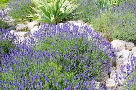 Villa Lézard Bleu, Villa moderne à Camplong avec piscine privée - Photo 36