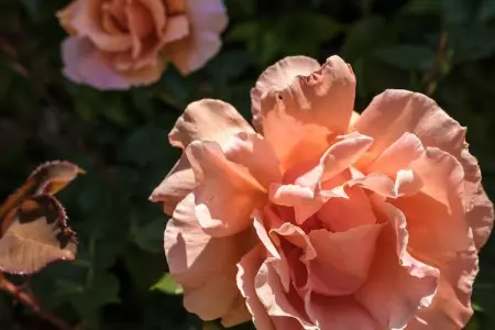 L'Hermite, Maison de vacances spacieuse avec grand jardin à Thenon - Photo 38