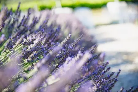 Le Clos Savornin 2, Villa provençale de luxe, vue sur les environs du Lubéron - Photo 27