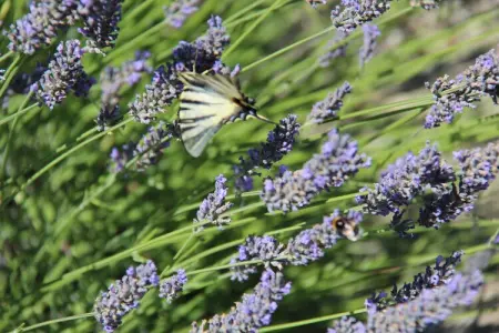 Villa Chassagnes, Maison de vacances tranquille aux Vans, Ardèche avec piscine - Photo 22