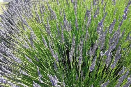 Gite - SAINT PONS, Belle maison de vacances à Saint-Pons près de la forêt - Photo 27