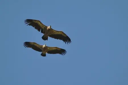 Gite - SAINT PONS, Belle maison de vacances à Saint-Pons près de la forêt - Photo 28
