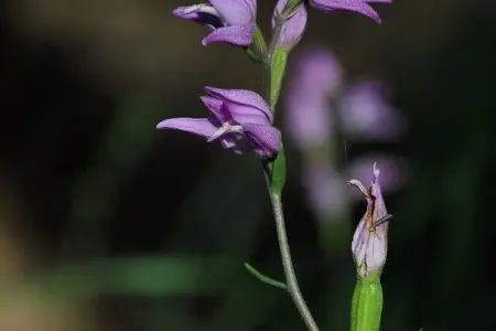 Gite - SAINT PONS, Belle maison de vacances à Saint-Pons près de la forêt - Photo 29