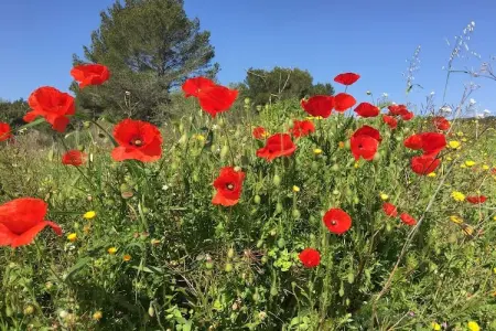 Villa Lézignan, Villa d'accueil avec piscine privée à Lézignan-Corbières - Photo 23