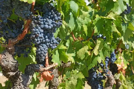 Villa Lézignan, Villa d'accueil avec piscine privée à Lézignan-Corbières - Photo 26