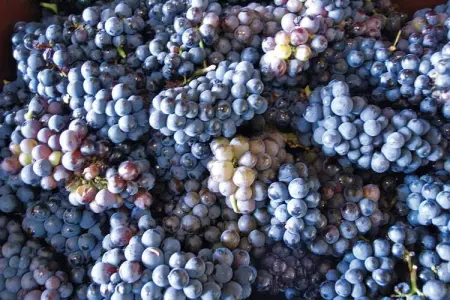 Montbrun-des-Corbières, Maison de vacances cosy à Montbrun-des-Corbières, piscine - Photo 21