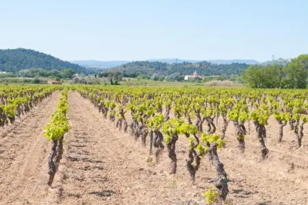 Montbrun-des-Corbières, Maison de vacances cosy à Montbrun-des-Corbières, piscine - Photo 35