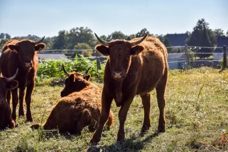 Authentique maison auvergnate, Maison de vacances de caractère avec terrasse en Auvergne - Photo 23