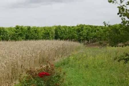 Villa Petite Champagne, Villa moderne avec piscine privée en Poitou-Charentes - Photo 32