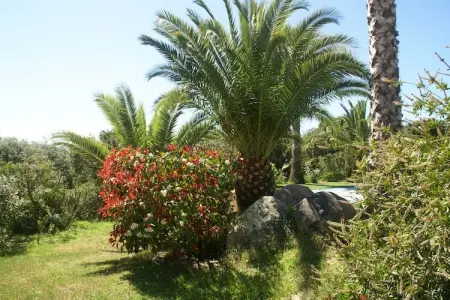 Jaune, Villa moderne avec piscine privée à Sant'Andréa-d'Orcino - Photo 33