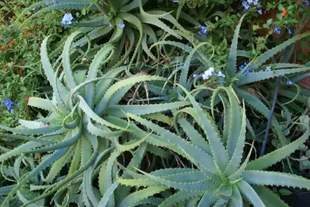 Résidence le Maquis Plage Type 4 - 53m, Superbe villa à Poggio-Mezzana au bord de la mer - Photo 34