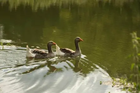 Circaud, Maison de vacances pittoresque à Grives avec piscine - Photo 30
