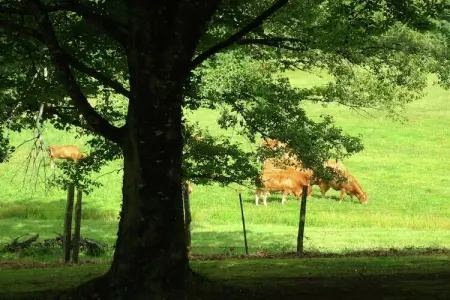Les Vieux Chênes, Belle villa à La Coquille avec piscine - Photo 31