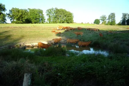 Les Vieux Chênes, Belle villa à La Coquille avec piscine - Photo 32