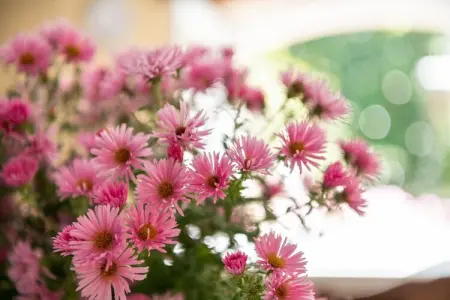 Maison de vacances Villefranche du Perigord, Maison de vacances cosy à Villefranche-du-Périgord, jardin - Photo 31