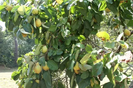 Maison de vacances Villefranche du Périgord Labardamier, Maison de vacances cosy à Villefranche-du-Périgord, jardin - Photo 27