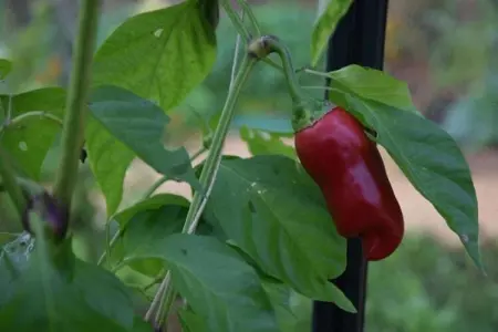 Maison de vacances Besse les Vitarelles 6 p, Ancien maison de vacances avec piscine à Besse - Photo 31
