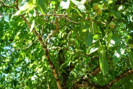 Maison de vacances Besse les Vitarelles 6 p, Ancien maison de vacances avec piscine à Besse - Photo 32