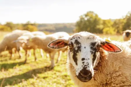 Maison de vacances Prats du Périgord  	Mas de Mouly, Luxueuse maison de vacances à Prats-du-Périgord avec piscine - Photo 34