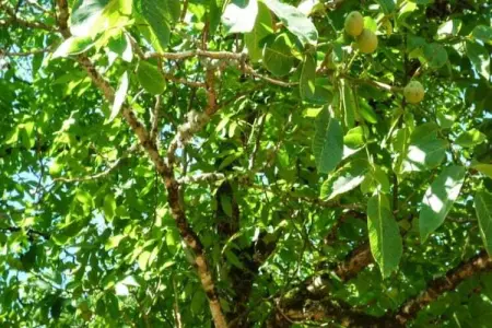 Maison de vacances Besse les Vitarelles 4 pers, Maison de vacances spacieuse avec piscine à Besse - Photo 26