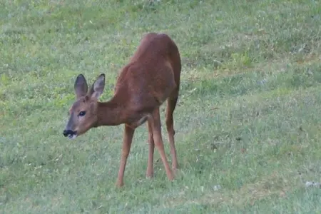 La Chaumière, Gîte patrimonial en Aquitaine avec piscine partagée - Photo 29