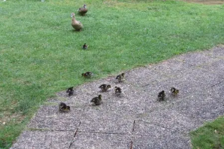 La Chaumière, Gîte patrimonial en Aquitaine avec piscine partagée - Photo 33