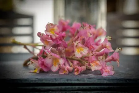 Ti Levenez, Belle villa avec piscine privée à Plomeur - Photo 38