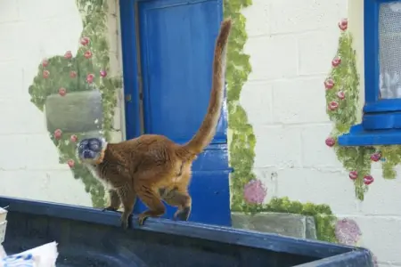 Maison mitoyenne dans un parc animalier proche mer, Maison de vacances moderne à Clohars-Carnoët près de la mer - Photo 19