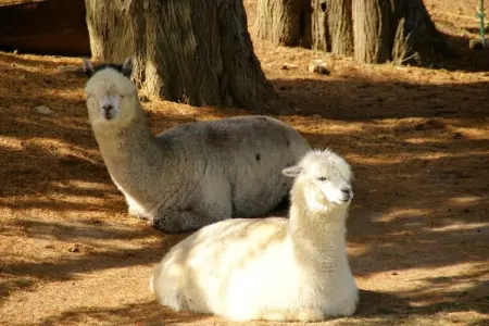 Maison mitoyenne dans un parc animalier proche mer, Maison de vacances moderne à Clohars-Carnoët près de la mer - Photo 20