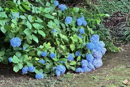 Kerambellec, Gîte de charme à Coray avec piscine - Photo 27