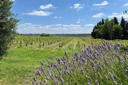 Villa confortable à Roquemaure avec piscine privatisée - Photo 38
