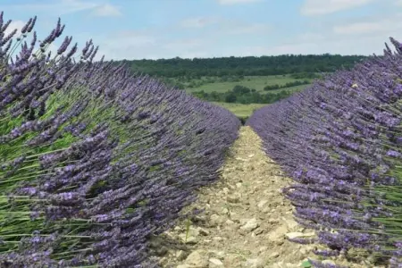 L'Oliveraie, Villa moderne avec piscine privée à Saint-Laurent-de-Carnols - Photo 25