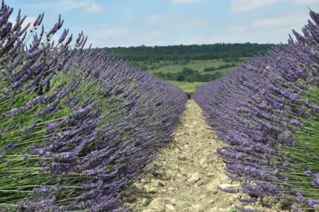 Le Mas, Villa de luxe à Saint-Laurent-de-Carnols - Photo 24