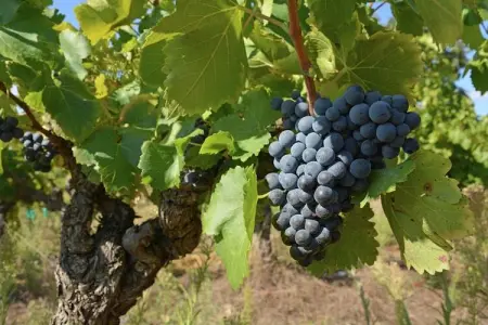 Le Mas, Villa de luxe à Saint-Laurent-de-Carnols - Photo 29