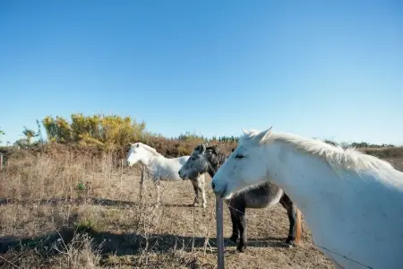 Au bord de l'eau, Villa moderne proche mer, balcon et terrasse à Aigues Mortes - Photo 28