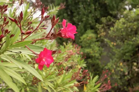 Maison de vacances - VILLENEUVE-LES-AVIGNON, Maison de vacances à Villeneuve-lès-Avignon avec piscine - Photo 27