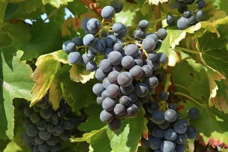 Maison de vacances - VILLENEUVE-LES-AVIGNON, Maison de vacances à Villeneuve-lès-Avignon avec piscine - Photo 28