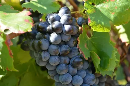 Le Malcap, Villa confortable avec piscine à Saint-Victor-de-Malcap - Photo 29