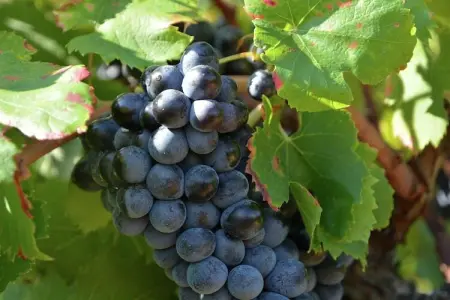 Maison de vacances - SAINT-MAXIMIN, Belle maison de vacances avec air et piscine privée près d'Uzès - Photo 27