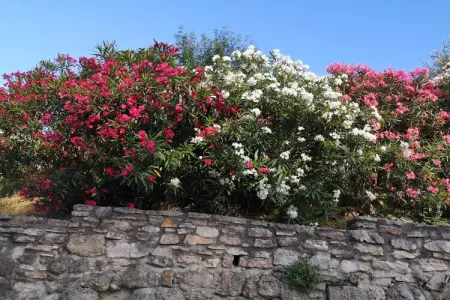 vakantierust, Villa individuelle adaptée aux enfants avec piscine privée - Photo 35