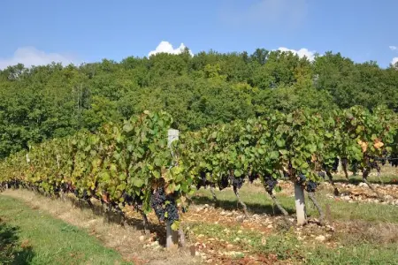 Villa Le Houga, Belle ferme avec piscine privée à Toujouse en France - Photo 25