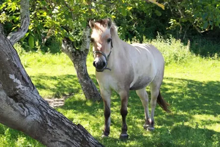 Le Pigeonnier, Beau pigeonnier rénové avec piscine, vignoble de l'Entre-deux-Mers. - Photo 22