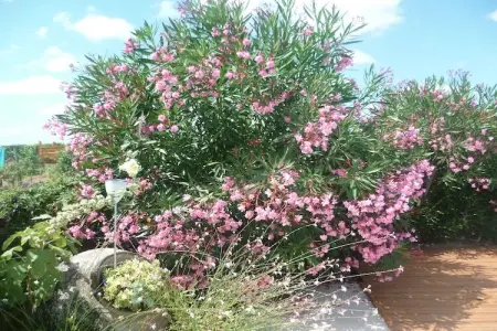 Le Pigeonnier, Beau pigeonnier rénové avec piscine, vignoble de l'Entre-deux-Mers. - Photo 23