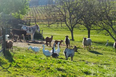 Le Pigeonnier, Beau pigeonnier rénové avec piscine, vignoble de l'Entre-deux-Mers. - Photo 49