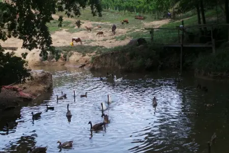 Le Pigeonnier, Beau pigeonnier rénové avec piscine, vignoble de l'Entre-deux-Mers. - Photo 51